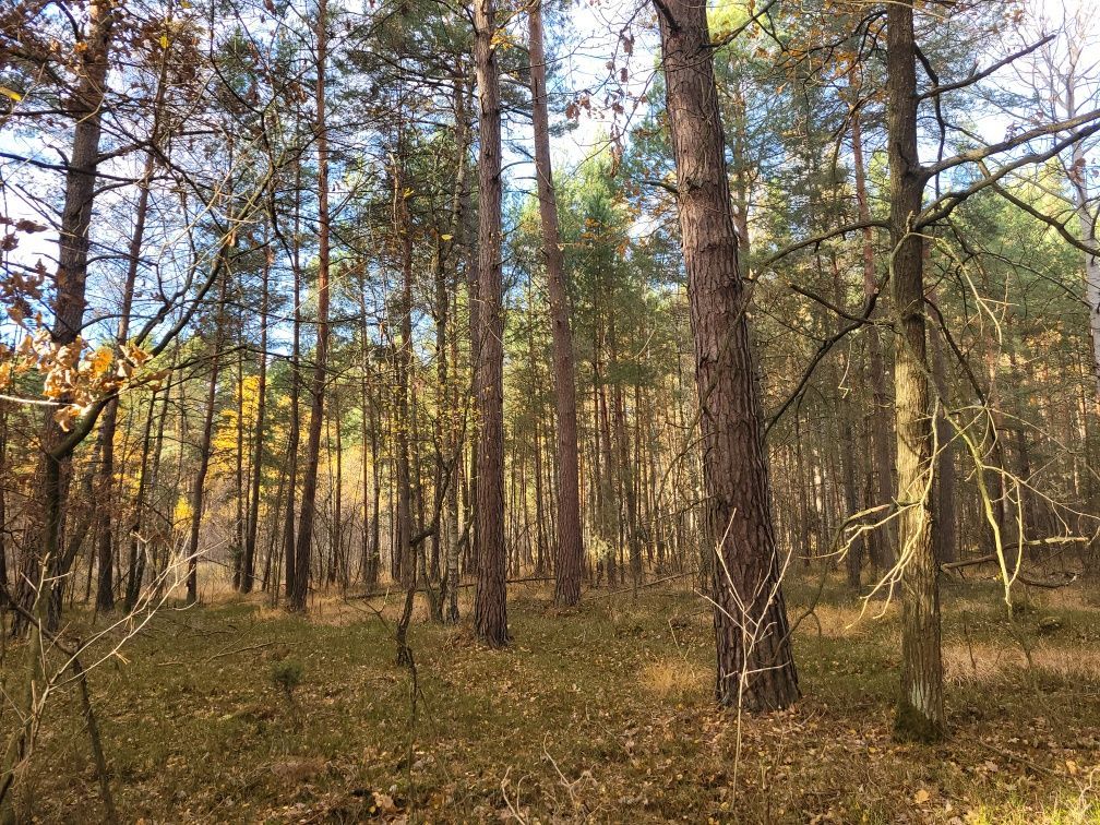 Działka leśna Jusaki-Zarzeka