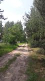 Działka budowlana Wodzierady, Leśna. Zdjęcie 3