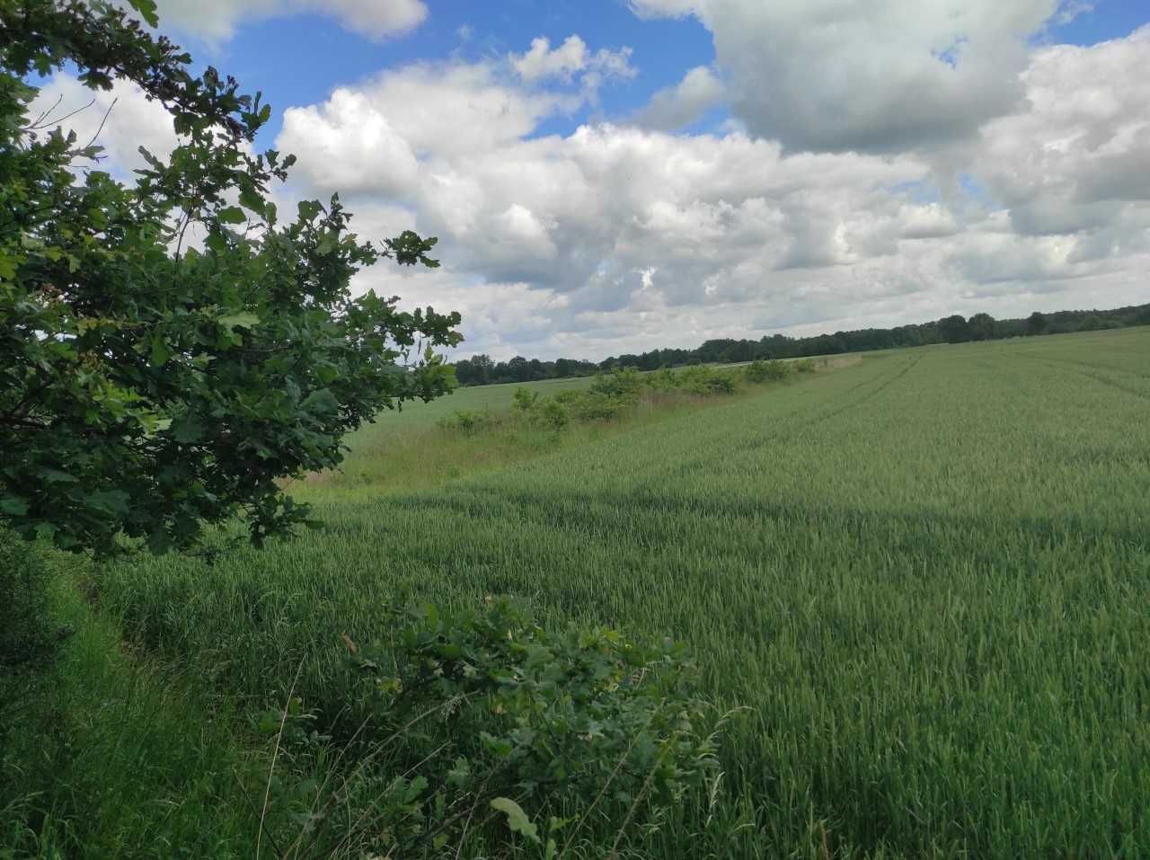 Działka rolna Szaszorowice. Zdjęcie 3