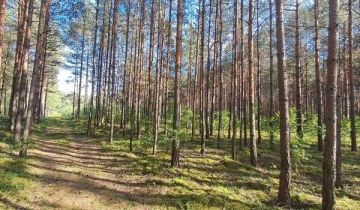 Działka leśna Niechmirów