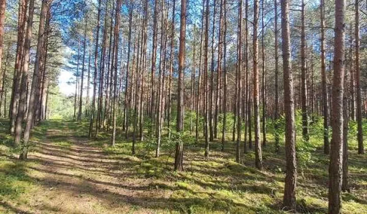 Działka leśna Niechmirów