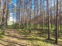 Działka leśna Niechmirów