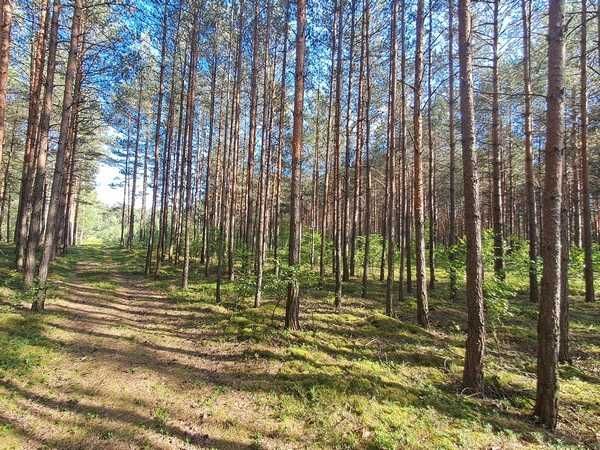 Działka leśna Niechmirów