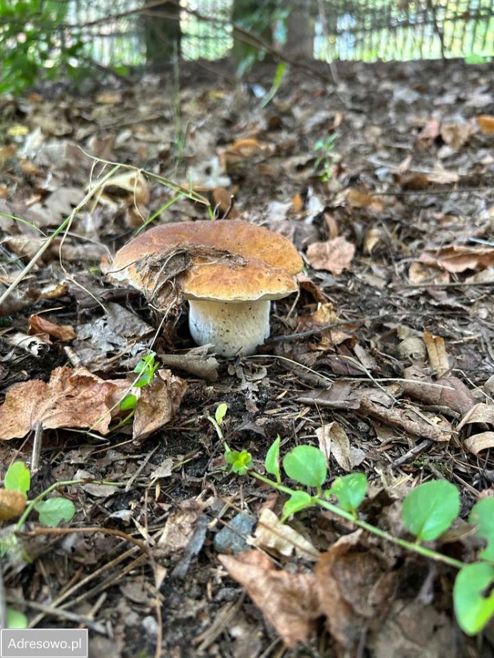 dom wolnostojący, 3 pokoje Wysychy. Zdjęcie 15