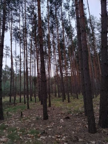 Działka leśna Mierzwin. Zdjęcie 1