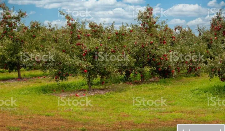 Działka rolna Warpęsy
