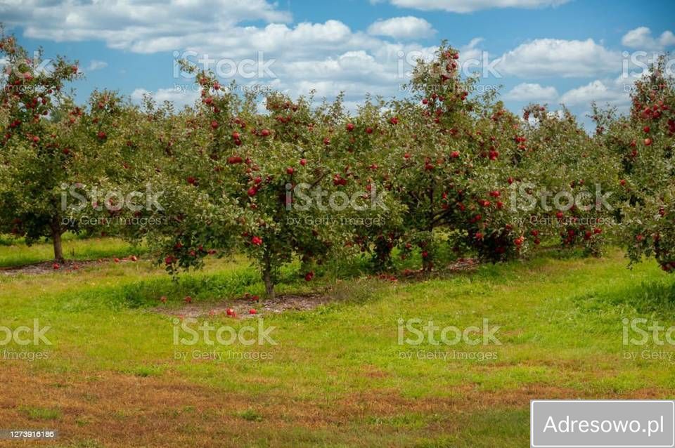 Działka rolna Warpęsy. Zdjęcie 1
