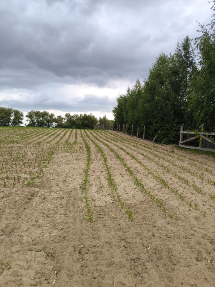 Działka budowlana Łabędź. Zdjęcie 6
