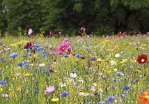 Działka budowlana Kieźliny. Zdjęcie 2