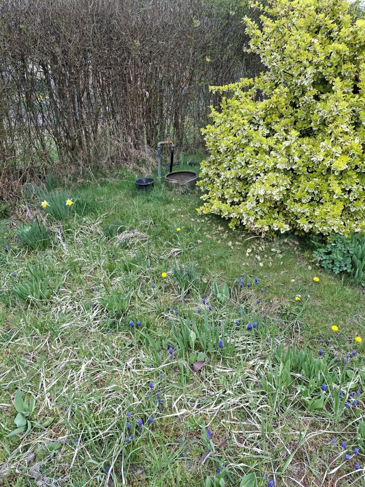 Działka rod Lubin Przylesie, Gajowa. Zdjęcie 4