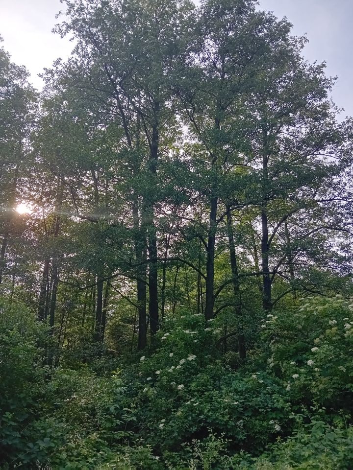 Działka budowlana Lubochnia. Zdjęcie 3