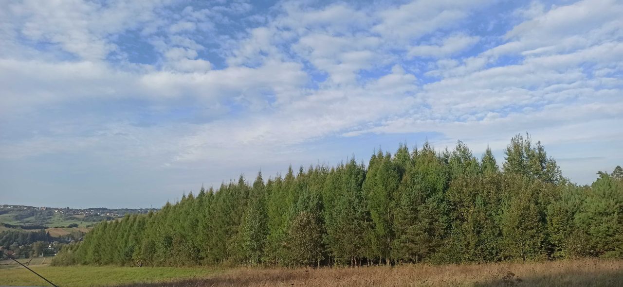 Działka leśna Chołowice. Zdjęcie 3