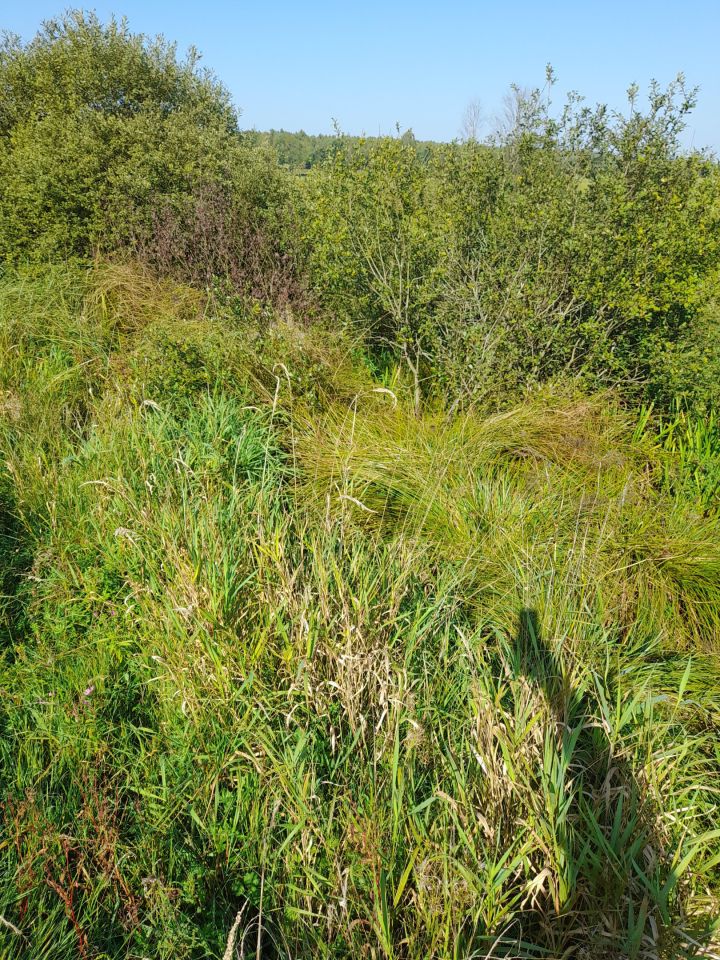 Działka rolna Garczegorze. Zdjęcie 6