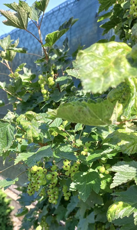 Działka rod Siemianowice Śląskie Centrum, ul. Pawła Śmiłowskiego. Zdjęcie 14