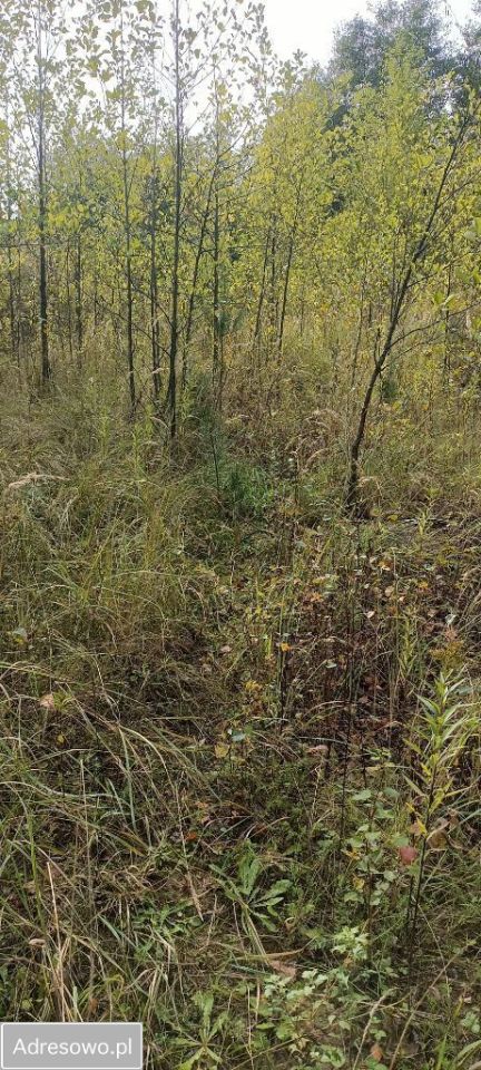 Działka Wyżne. Zdjęcie 4