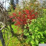 Działka rod Zabierzów. Zdjęcie 4