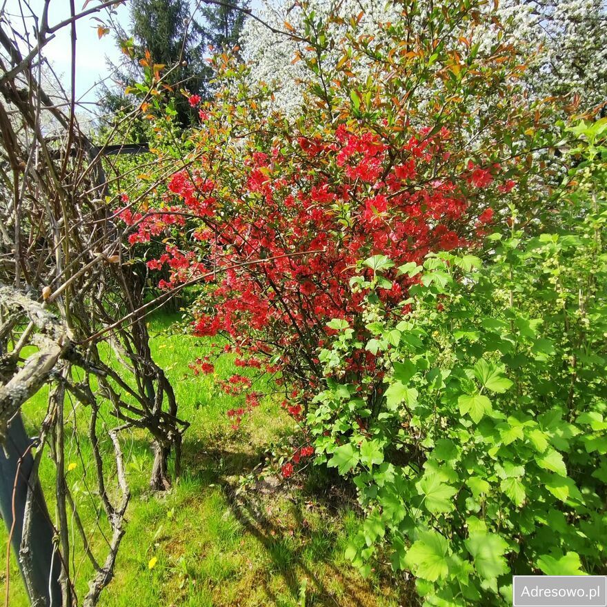 Działka rod Zabierzów. Zdjęcie 5