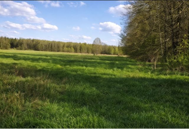 Działka rolna Gruszki. Zdjęcie 1