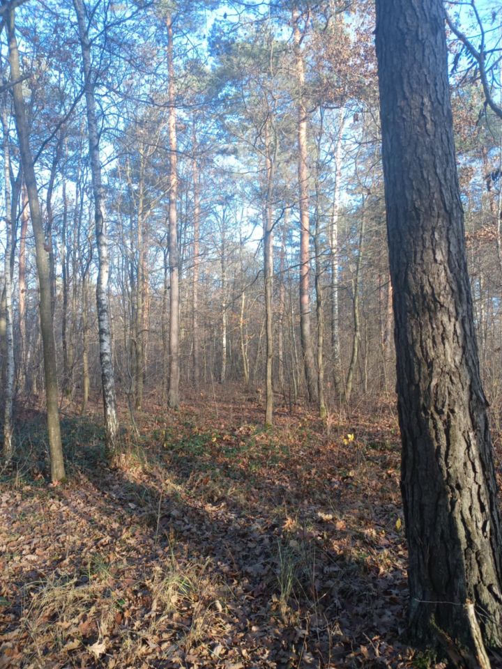 Działka leśna Załuże. Zdjęcie 7