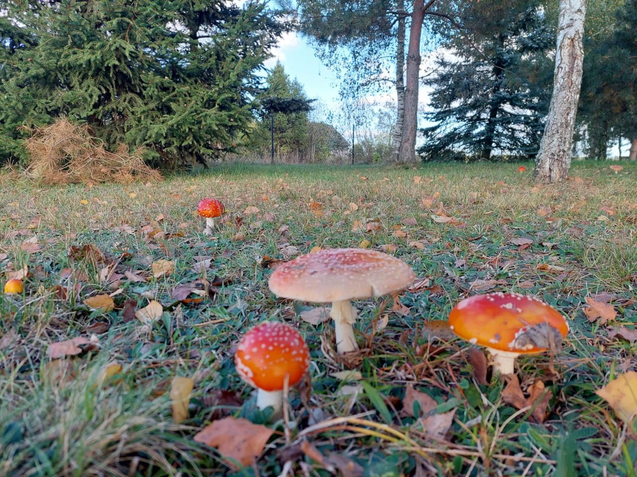siedlisko, 2 pokoje Felin. Zdjęcie 15