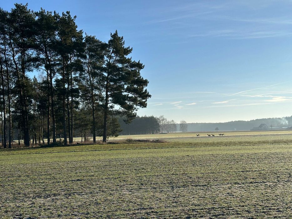 Działka budowlana Jabłonna, ul. Piaskowa. Zdjęcie 5