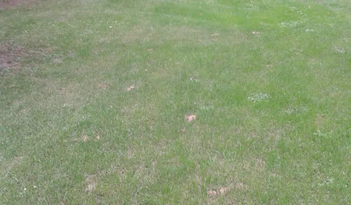 Działka rolna Leśniowice