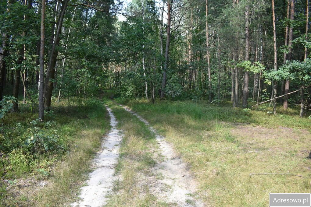 Działka leśna Stary Żabieniec. Zdjęcie 7