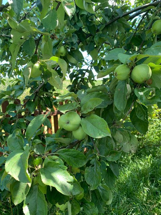 Działka rod Lublin, ul. Zawilcowa. Zdjęcie 7