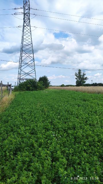 Działka rolno-budowlana Włoszczowa, ul. Koniecpolska. Zdjęcie 4