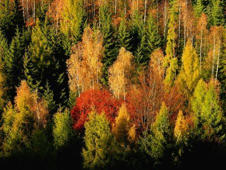 Działka rolna Wojakowa. Zdjęcie 5
