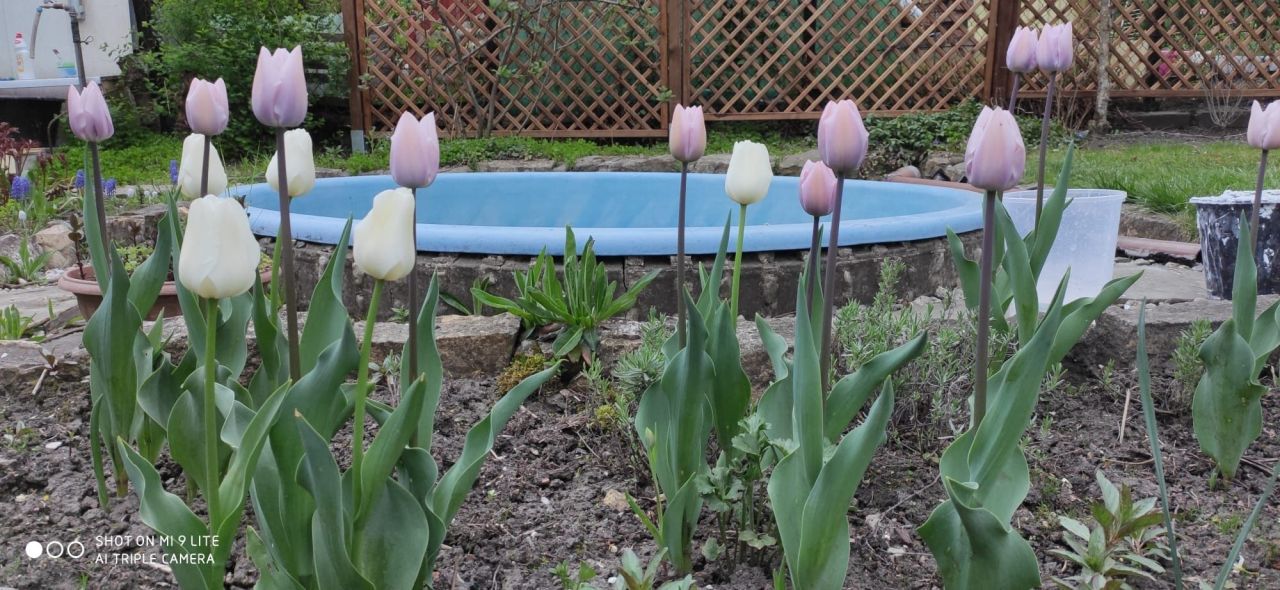 Działka rod Bytom Szombierki, ul. Zabrzańska. Zdjęcie 6