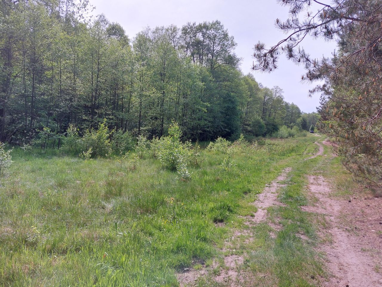 Działka rekreacyjna Starzechowice Sęp, BRAK. Zdjęcie 9