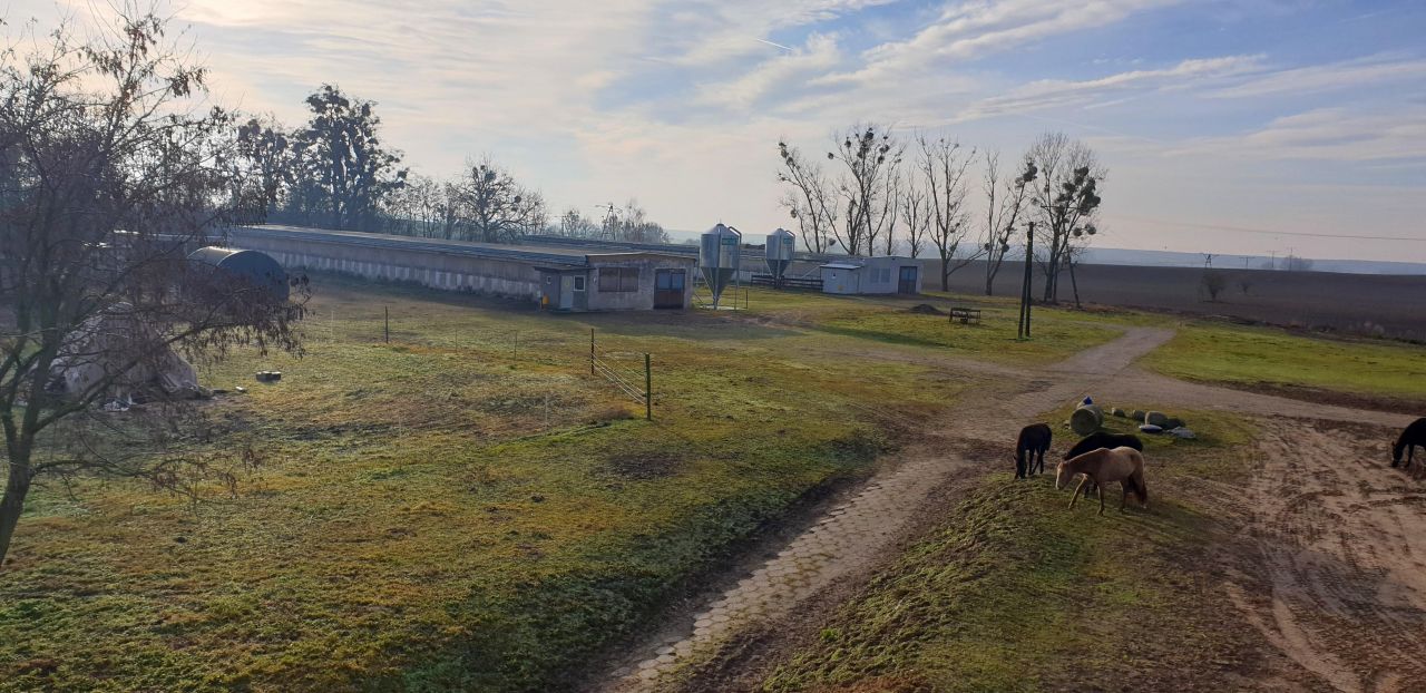 Hala/magazyn Witnica, ul. Chojeńska. Zdjęcie 10