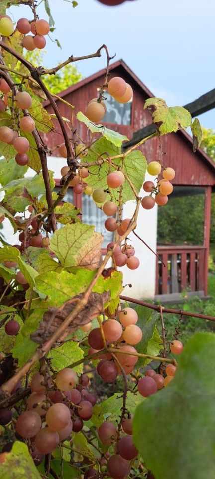 Działka rod Piła, ul. Koszalińska. Zdjęcie 4