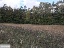 Działka budowlana Kochanowo, ul. Leśna. Zdjęcie 2