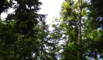 Działka leśna Dąbrowica