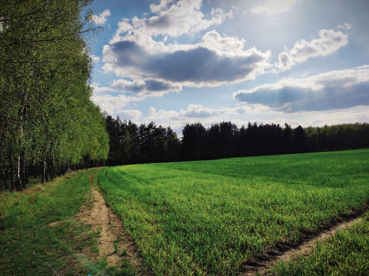 Działka rolna Orzełek