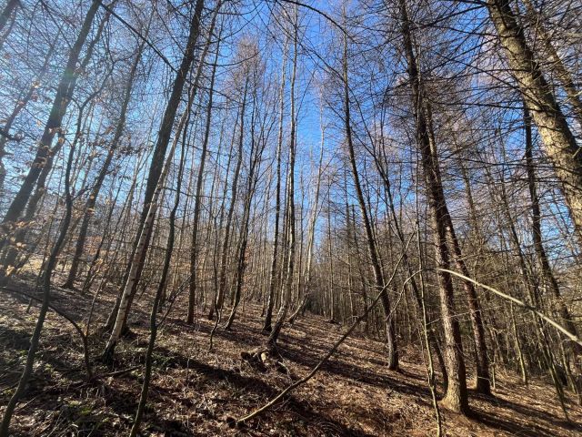 Działka leśna Rokietnica Wola. Zdjęcie 1