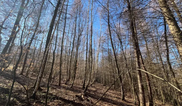 Działka leśna Rokietnica Wola