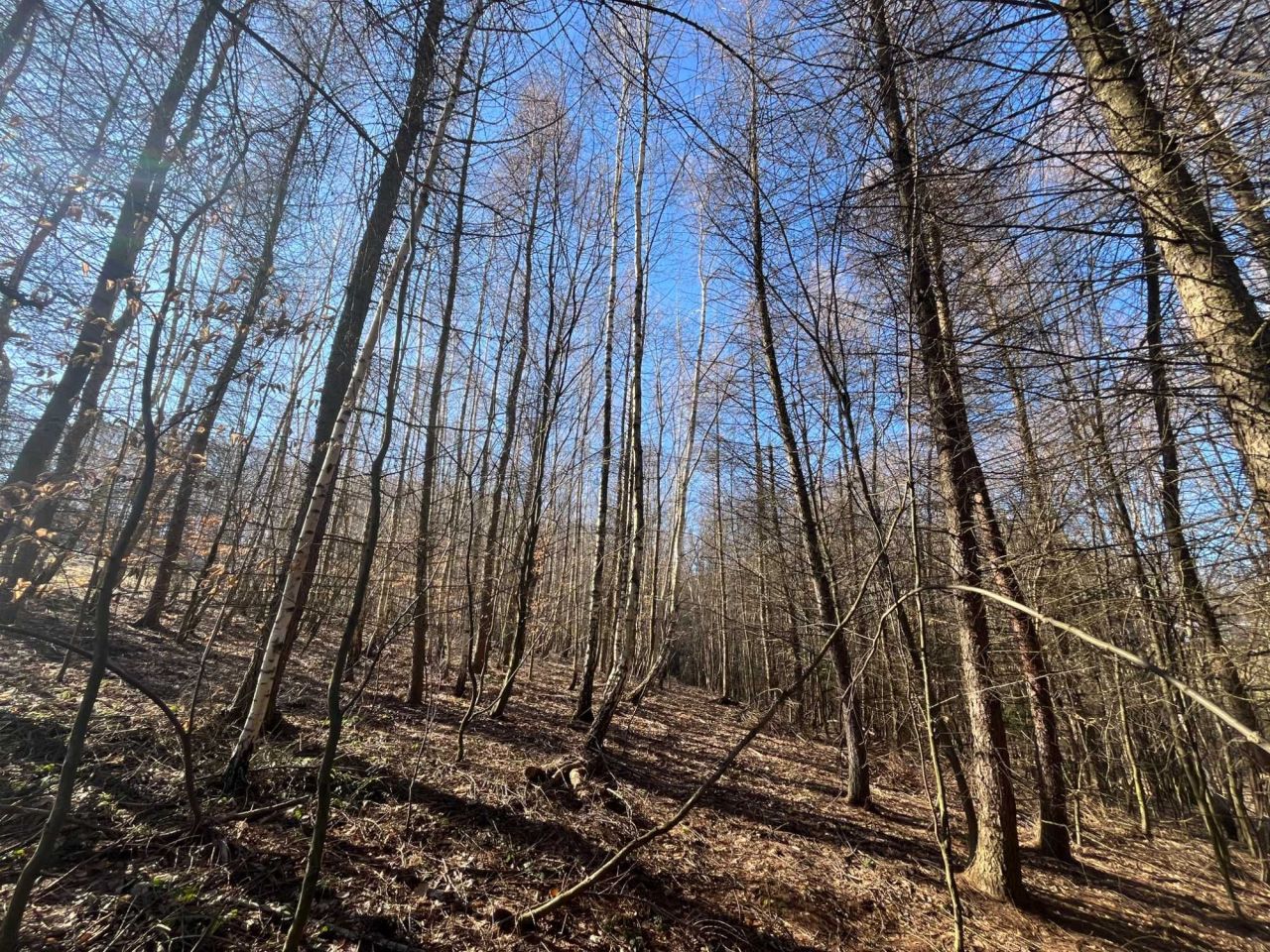 Działka leśna Rokietnica Wola. Zdjęcie 1