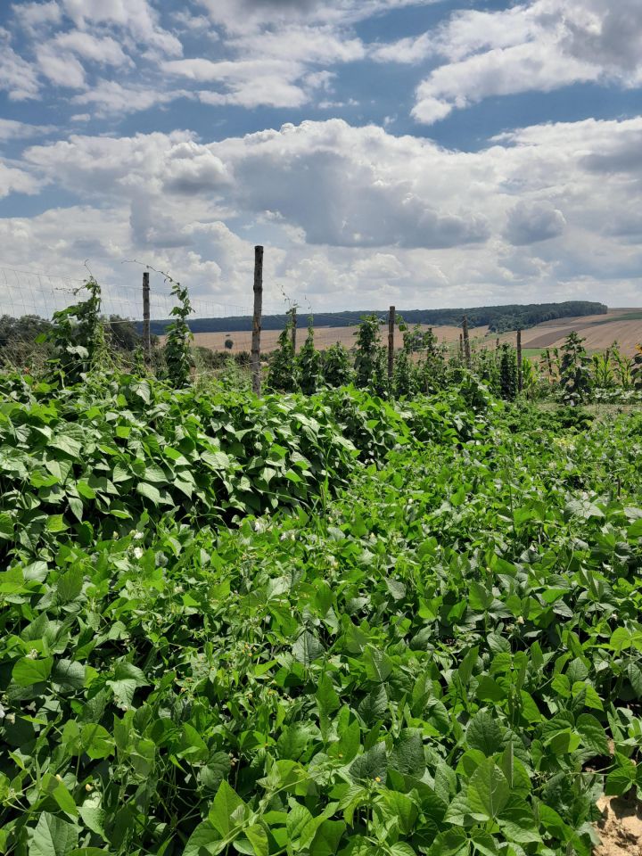 dom wolnostojący, 5 pokoi Grabowiec-Góra. Zdjęcie 12