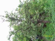 Działka rolno-budowlana Blizne Jasińskiego, ul. Tadeusza Kościuszki. Zdjęcie 2