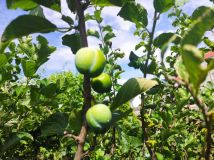 Działka rod Gorzów Wielkopolski Zakanale . Zdjęcie 4