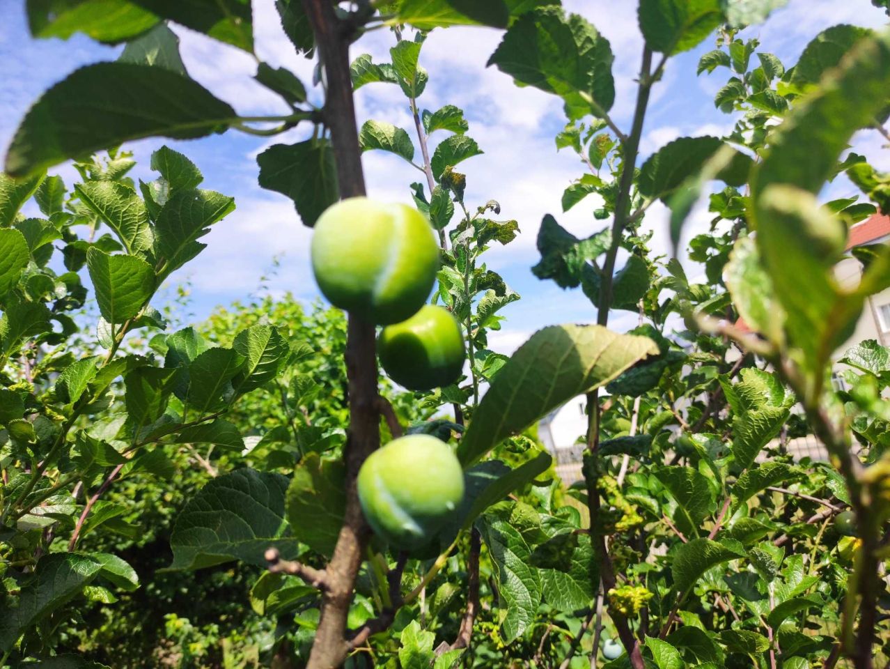 Działka rod Gorzów Wielkopolski Zakanale . Zdjęcie 5