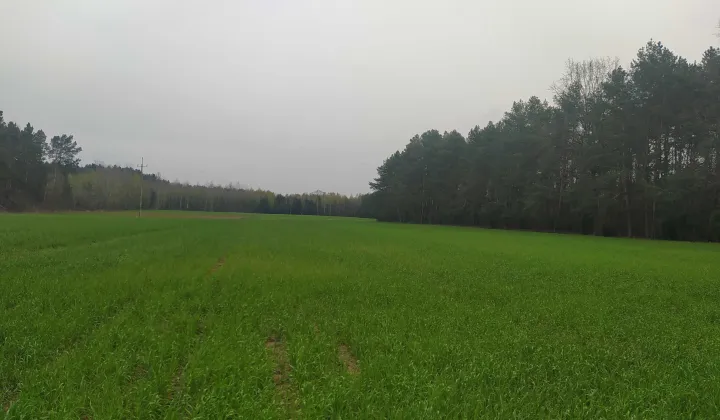 Działka rolna Kąty-Wielgi