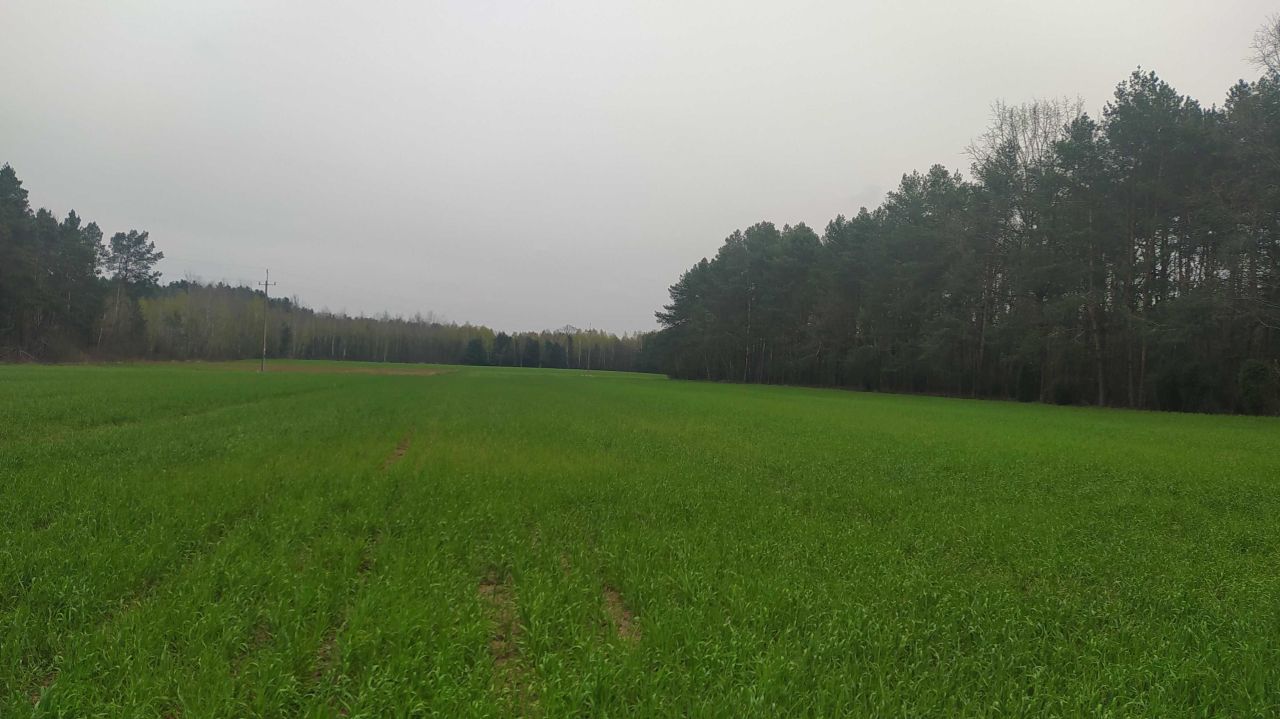 Działka rolna Kąty-Wielgi. Zdjęcie 1