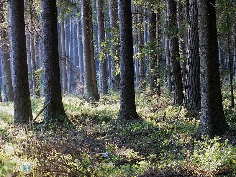 Działka leśna Chmielnik. Zdjęcie 9