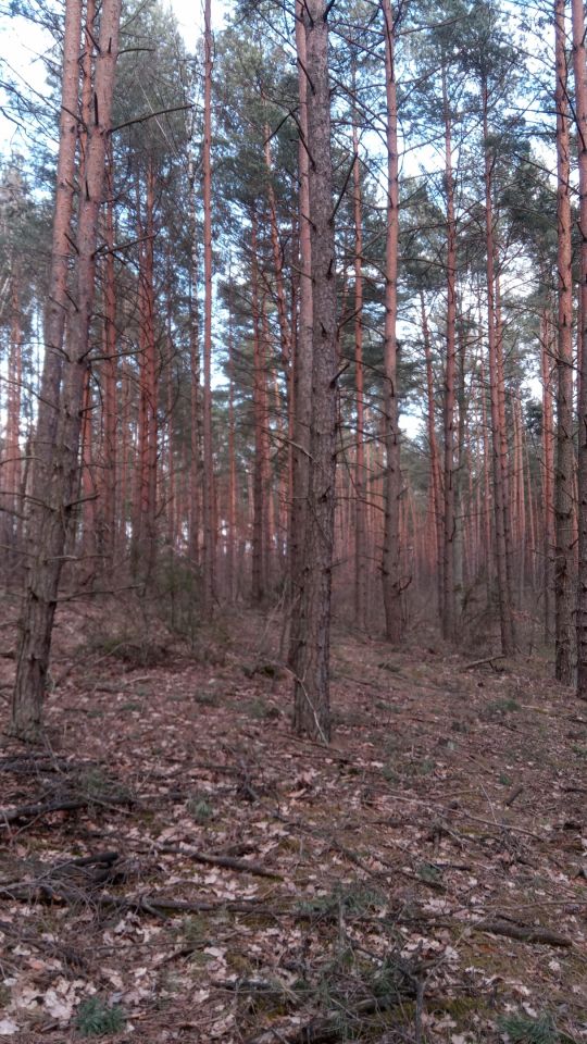 Działka leśna Wólka Radzymińska, ul. Leśna. Zdjęcie 2