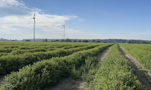 Działka siedliskowa Sydół. Zdjęcie 1