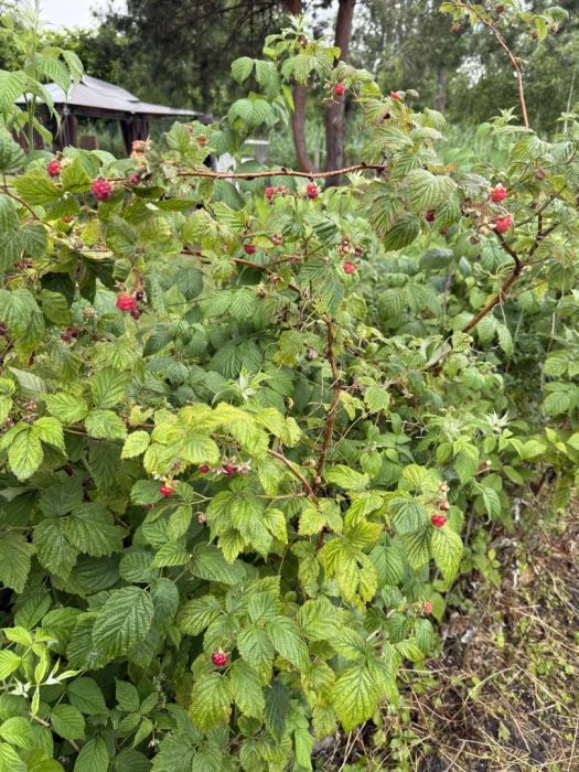 Działka rod Gdańsk Nowy Port. Zdjęcie 3